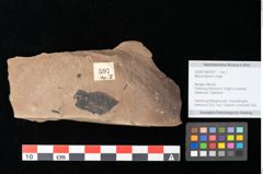 Foto (Objekt + Etikett) von Myrica lignitum Unger (NHMW-GEO-2024-0188-0597)